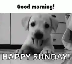 Good morning happy sunday puppy