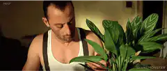 Man cleaning plant leaf with sponge
