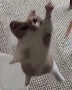 cat falling backwards off chair