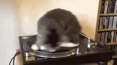 cat spinning on turntable