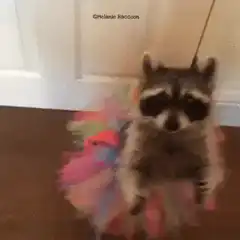 Raccoon in a tutu dancing