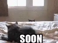 Cat peeking over bed SOON