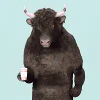 Buffalo drinking from a cup