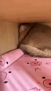Cat hiding in box