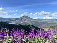 purple flowers in front of volcano