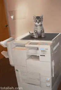 kitten sitting on copier