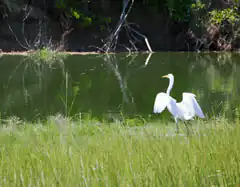 Great egret spreading wings by water