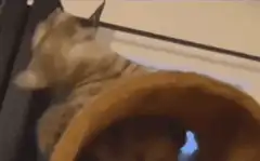 cat meowing at curtain