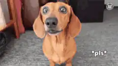 Puppy dog eyes begging