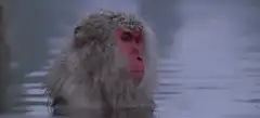 Snow monkey relaxing in hot spring