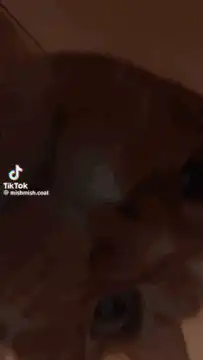 oh shoot cat