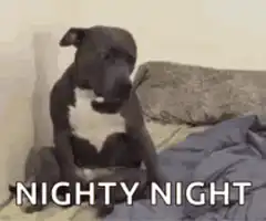 Dog sitting on bed nighty night