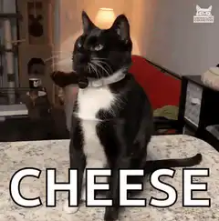 Cat reacts to cheese slice