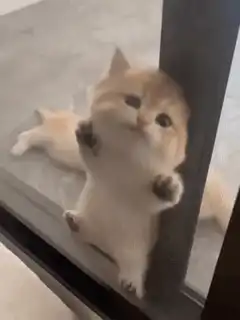 cute kitten behind screen door