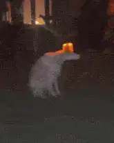 dog with flashing orange light on head