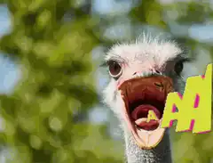 Ostrich screaming with text