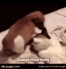 Puppy wakes up sleeping cat