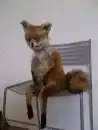 fox sitting on a chair