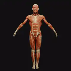 3D human anatomy rotation