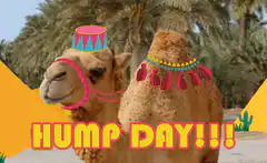 Camel wearing a hat saying Hump Day