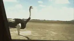 Ostrich running away from person