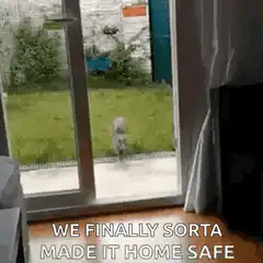 Cat slips on glass door