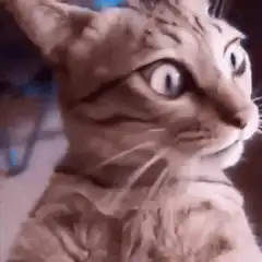 wide-eyed shocked cat