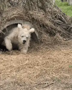 Polar bear cub emerges from den