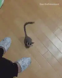 Lemur rocket launch