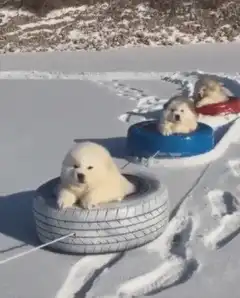 puppies sledding in tires