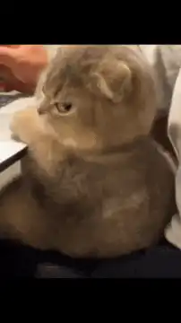 Cat sitting on laptop
