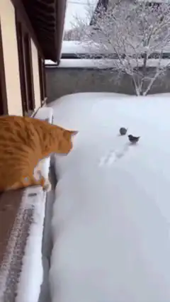 orange cat jumps into snow