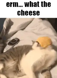 cat with cheese on head