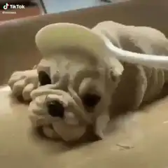 Dog shaped cake cut in half