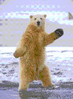 Polar bear waving and dancing