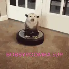 Opossum riding a Roomba