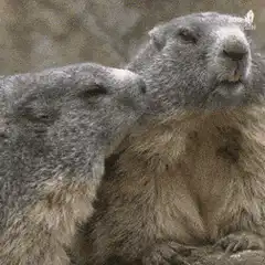 Two marmots cuddling and nuzzling