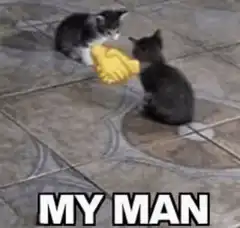 kittens shaking hands my man