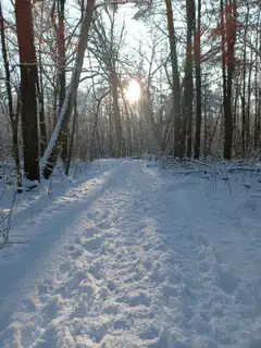Snowy forest path with falling snow