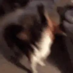 dog carrying wooden cross
