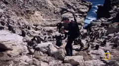 Filmmaker filming penguins on rocky coast