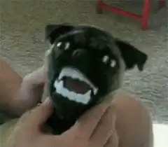pug with fake teeth laughing