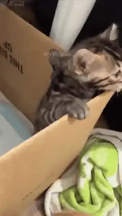 Kitten falls over in box