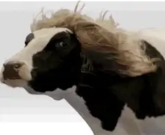 Cow with blonde hair blowing in wind