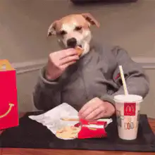 Dog living a human lifestyle