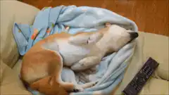 dog scratching itself in blanket