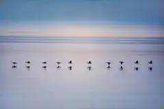 birds flying over calm water