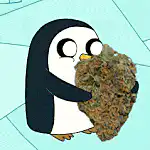 Penguin holding a large weed bud