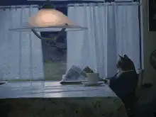 Cat reading newspaper I should buy a boat