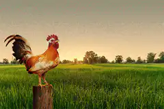 Rooster crowing at sunrise